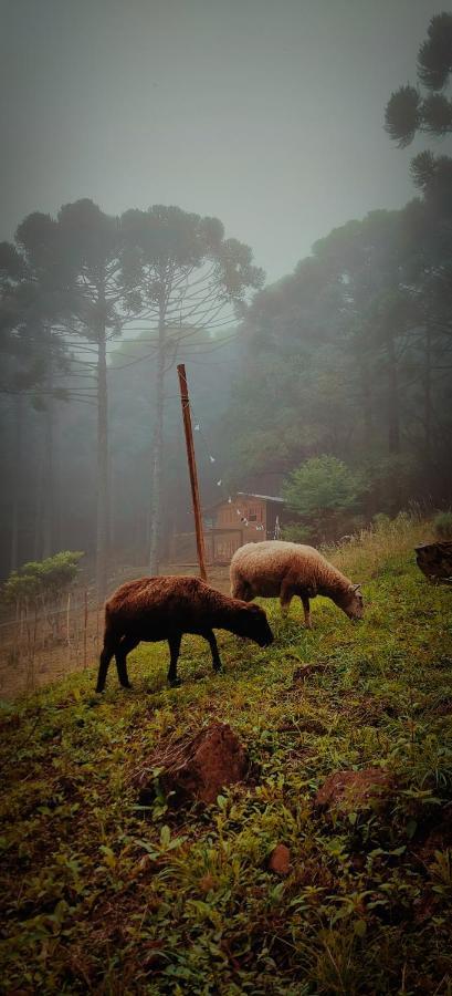 Estancia Las Araucarias كانيلا المظهر الخارجي الصورة